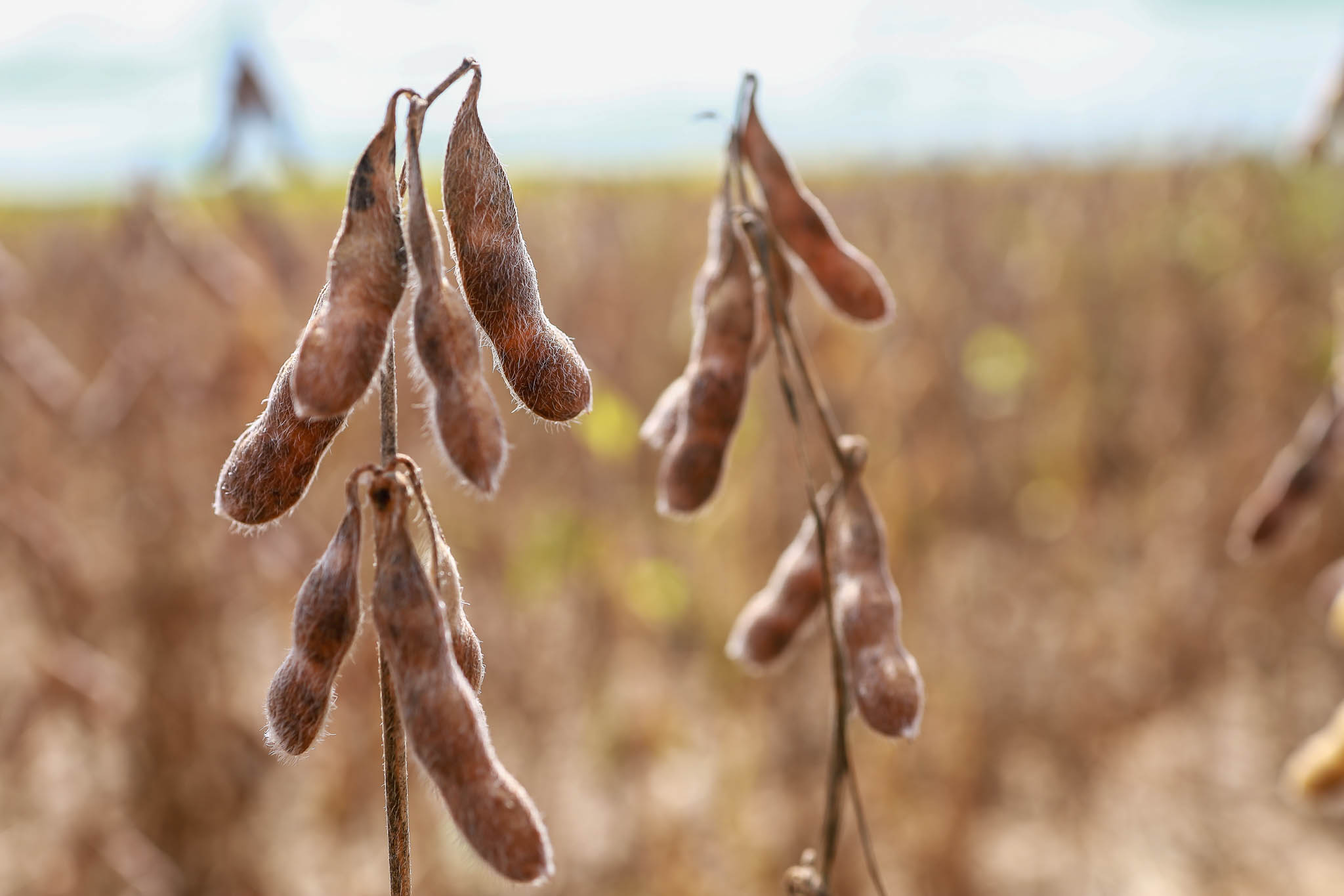 Aprosoja MT destaca apontamentos em apoio ao PL do Seguro Rural