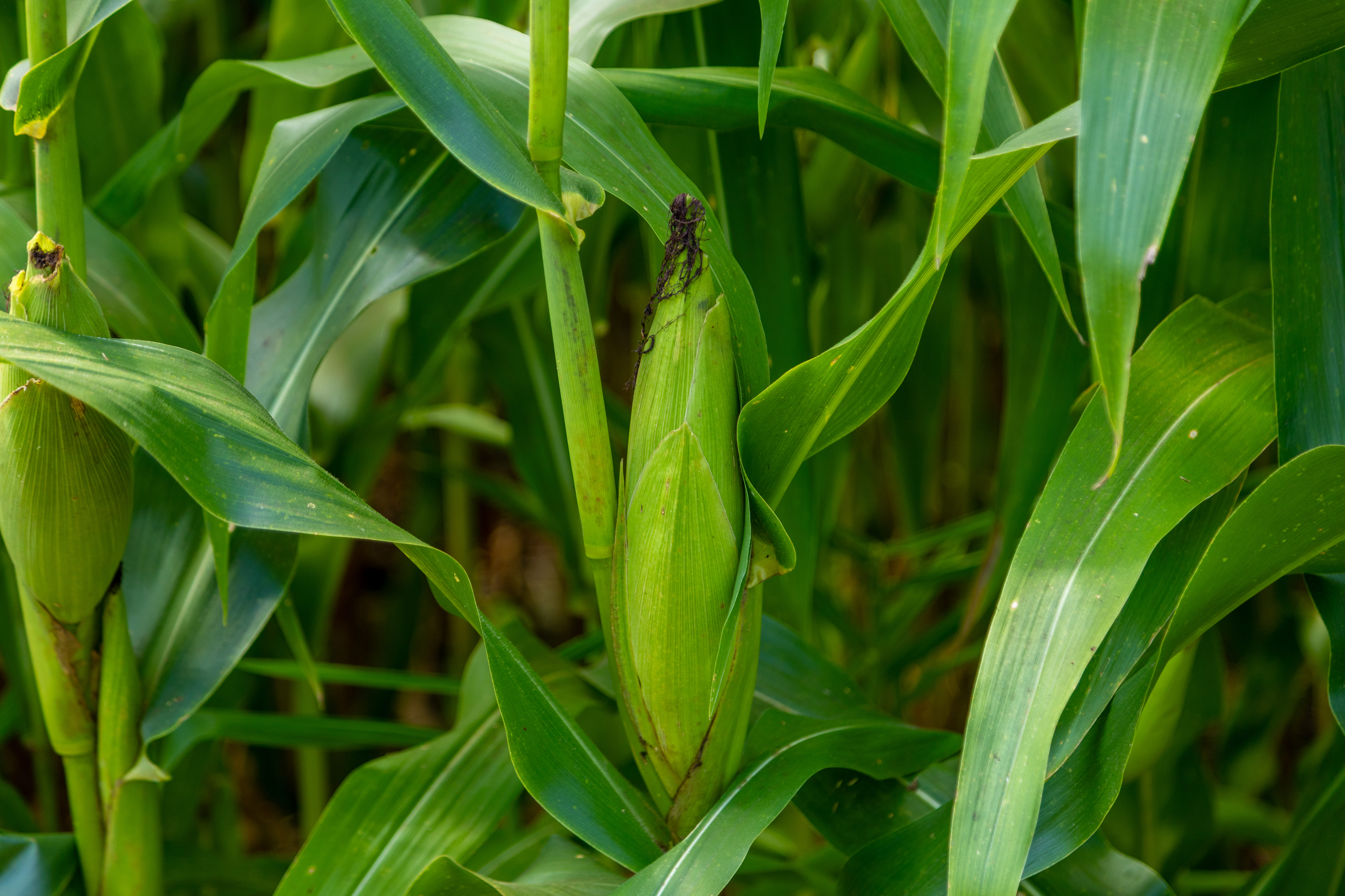 Milho na segunda safra transforma Mato Grosso em potência agrícola e redefine o sistema produtivo brasileiro