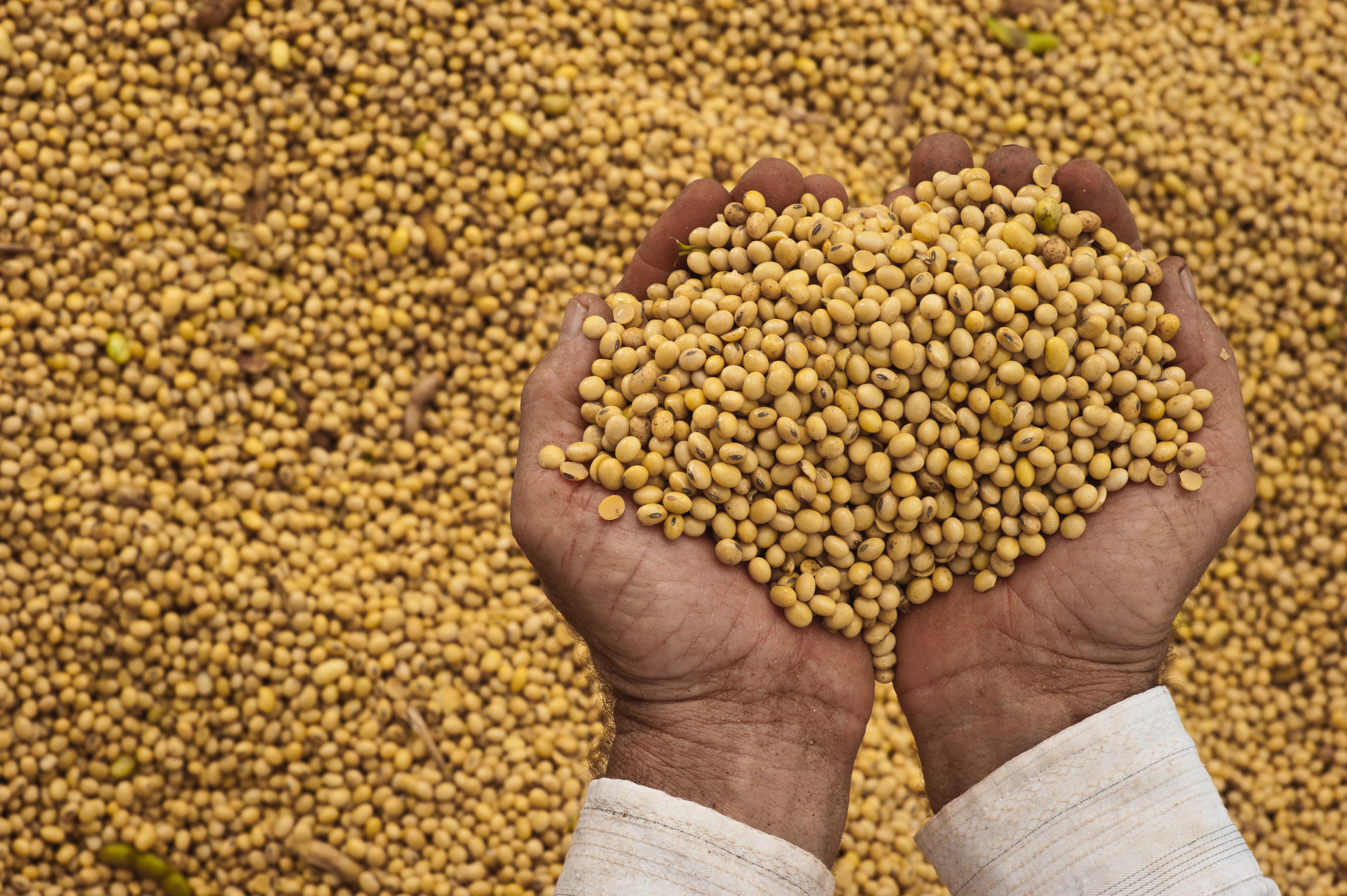 Redução na importação de fertilizantes em MT mostra o impacto na realidade do produtor rural