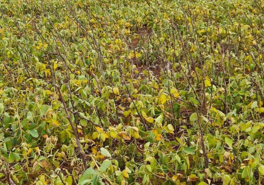 87% dos produtores de MT não conseguem cobrir o custo total da soja, aponta pesquisa