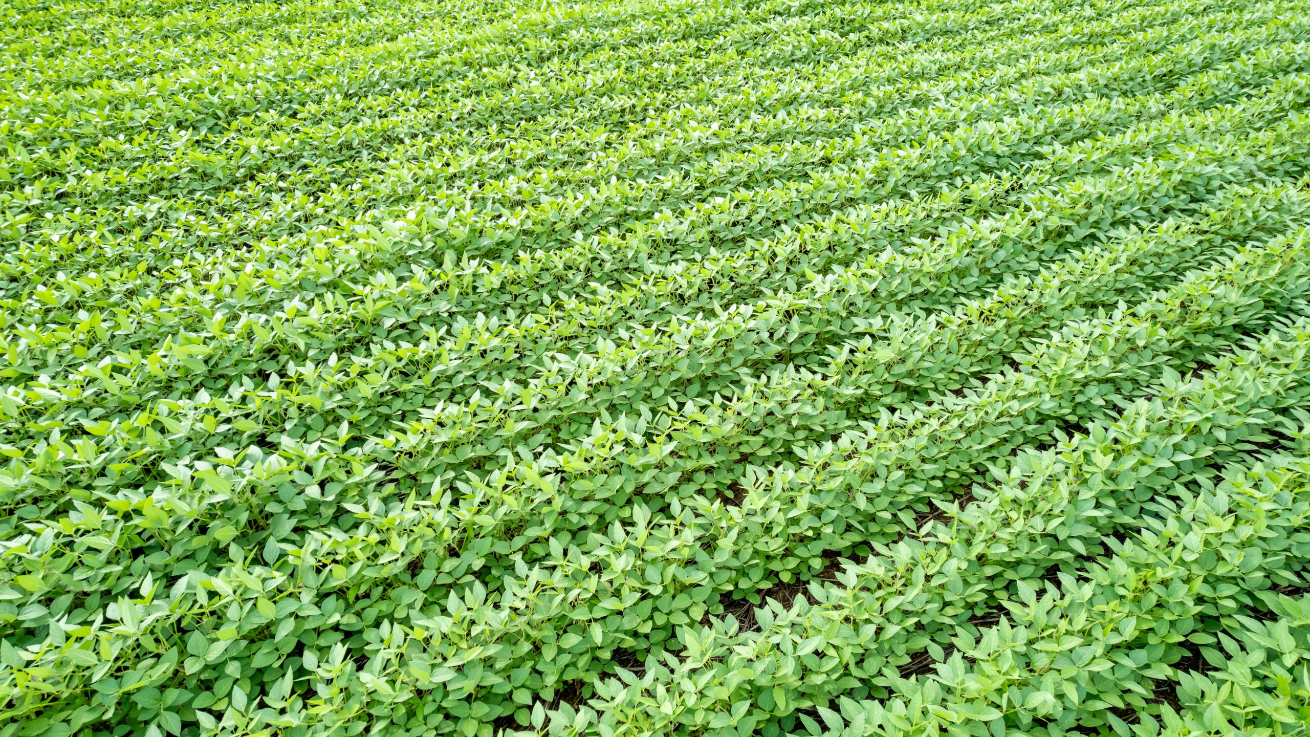 Aprosoja MT vence ação coletiva contra Monsanto e garante direitos dos produtores