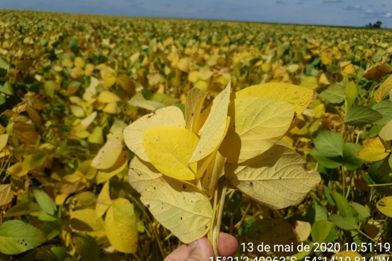 Vazio sanitário começa nesta terça-feira (15) em Mato Grosso